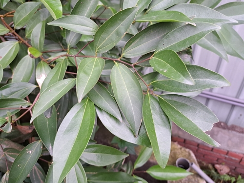 Cinnamomum burmanni