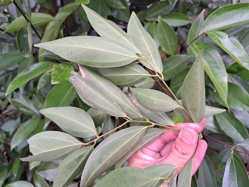 Cinnamomum burmanni