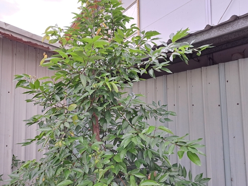 Cinnamomum burmanni