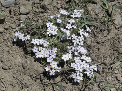 Phlox hoodii canescens