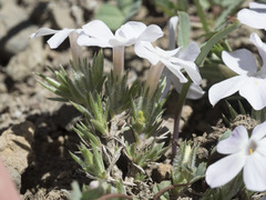Phlox hoodii canescens