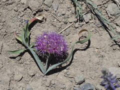 Allium platycaule