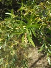 Salix melanopsis