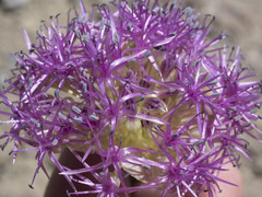 Allium platycaule