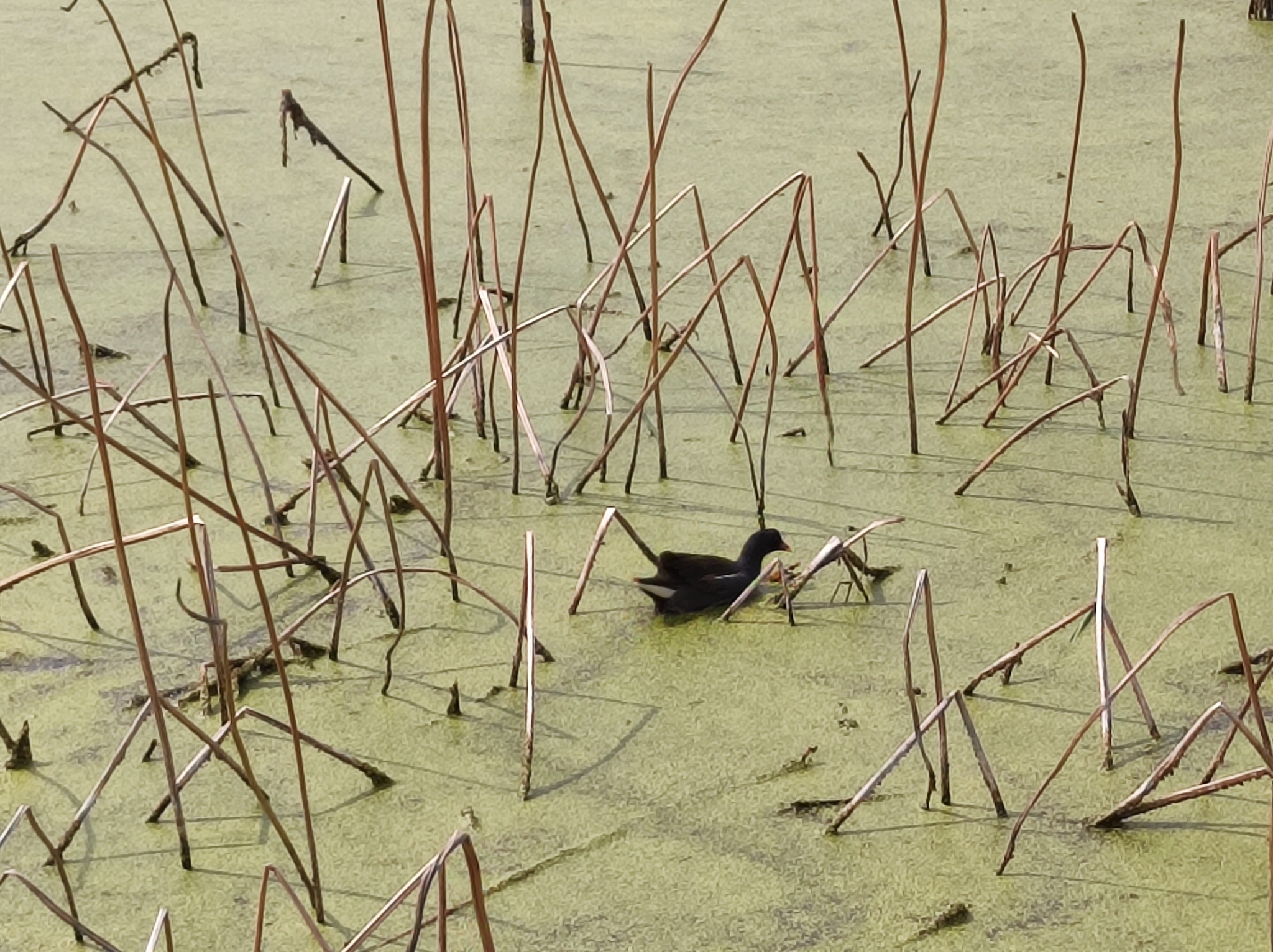 Common Moorhen
