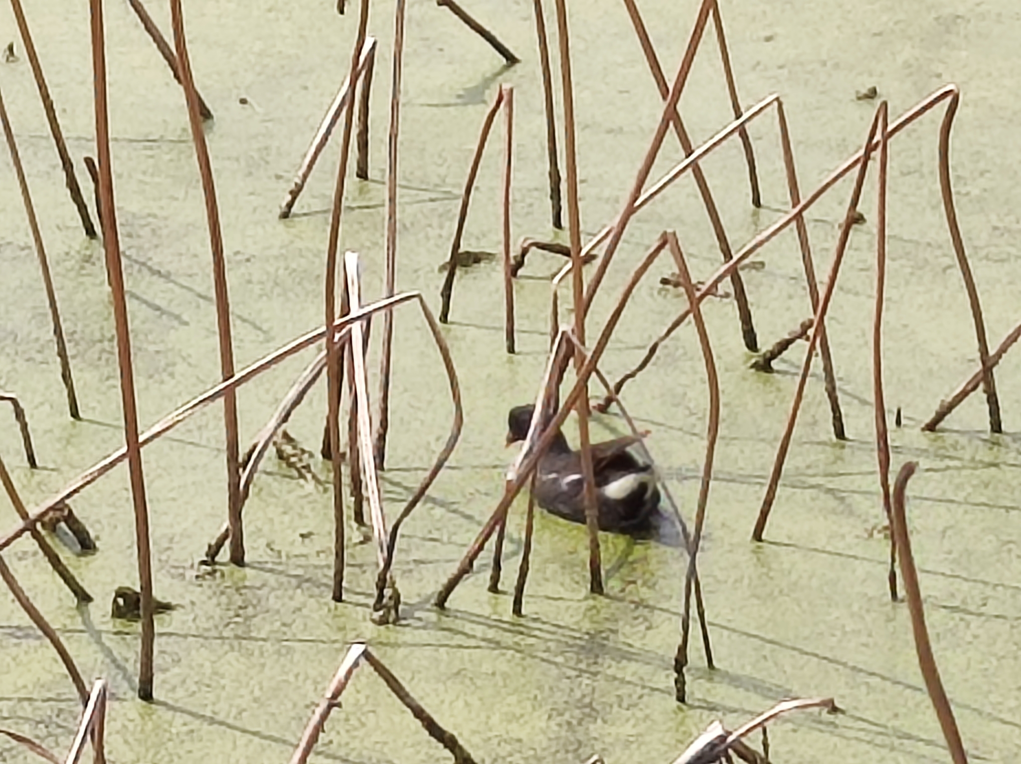 Common Moorhen