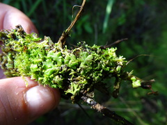 Ricciaceae