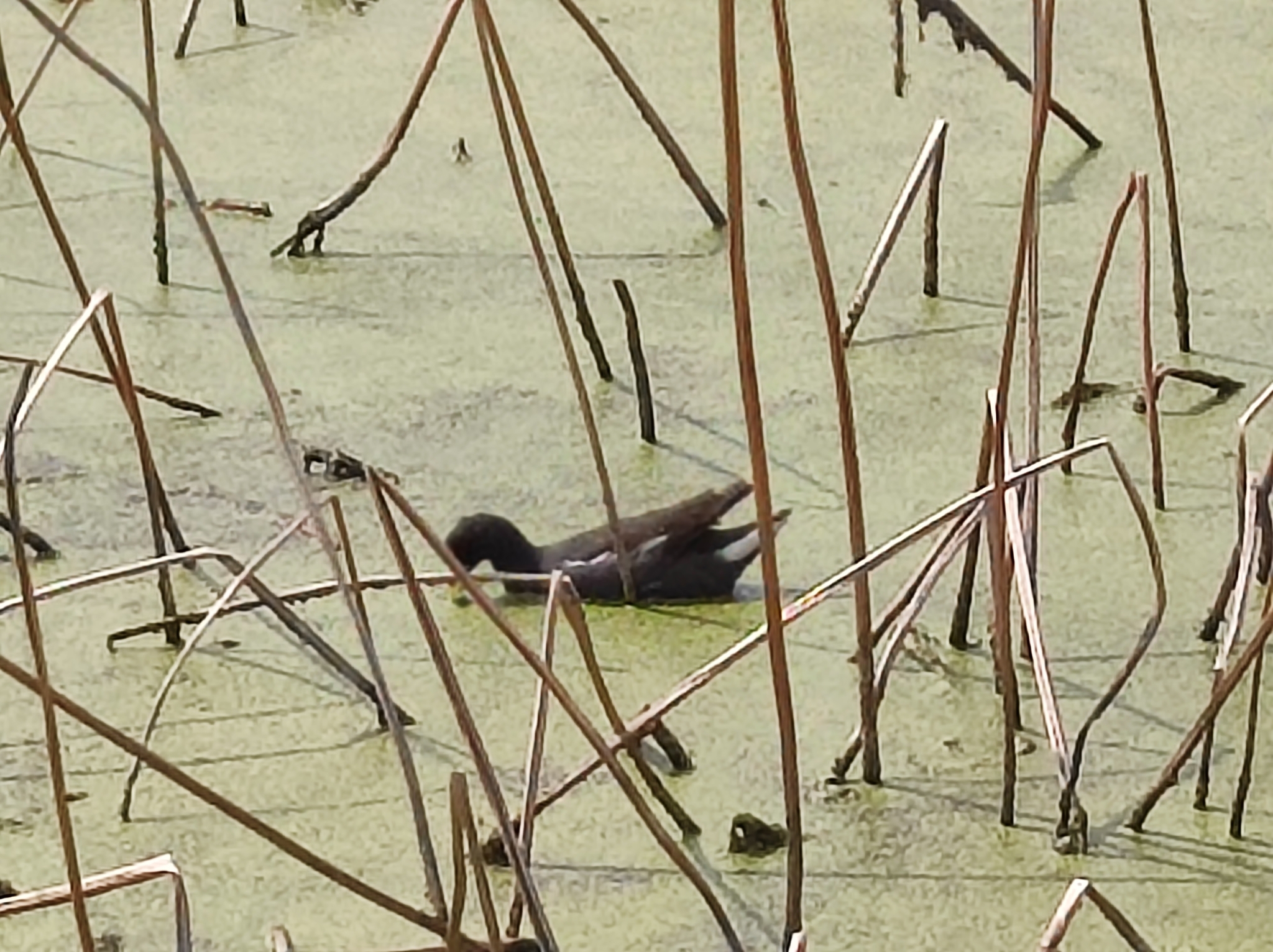 Common Moorhen