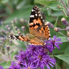 Vanessa cardui