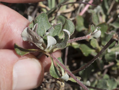Eriogonum umbellatum modocense