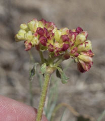 Eriogonum umbellatum modocense