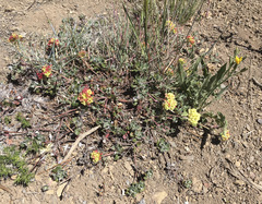 Eriogonum umbellatum modocense