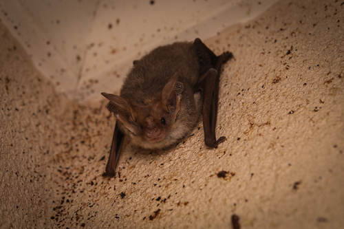 Lesser Long-eared Bat