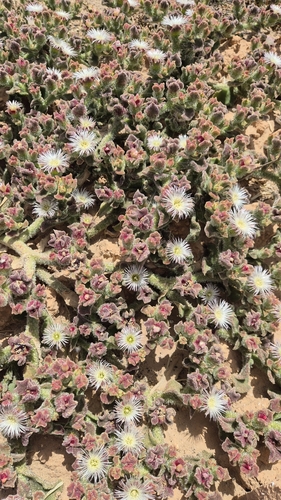 Crystalline ice plant