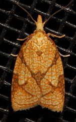 Cenopis reticulatana