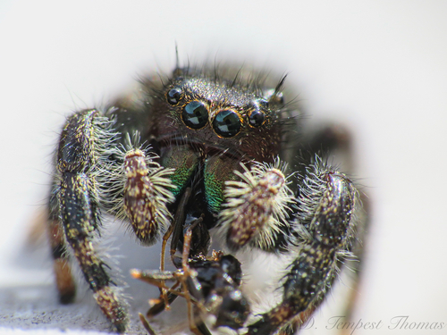 Bold Jumping Spider photographed in Rhode Island