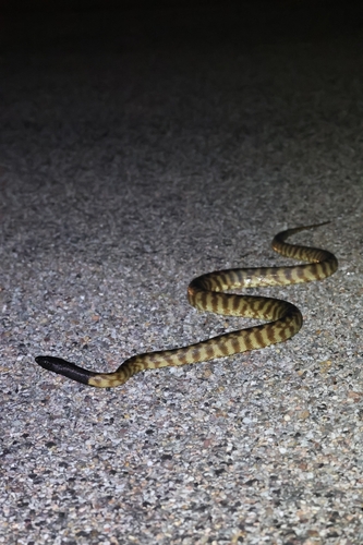 Black-headed Python sighting