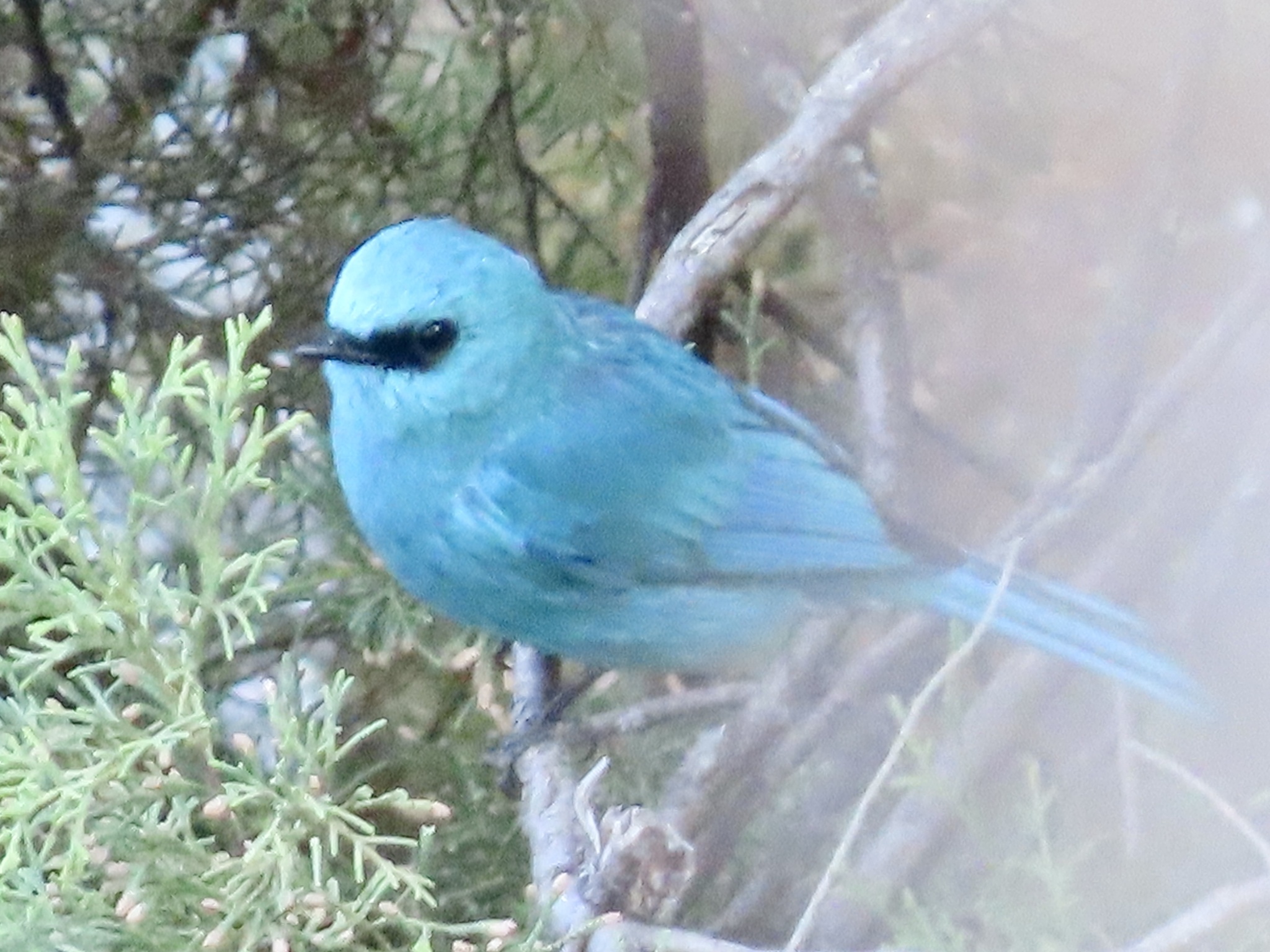 Verditer Flycatcher