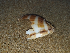 Phalium bandatum