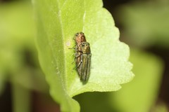 Agrilus arizonicus