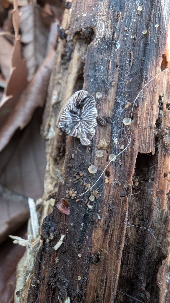 Resupinatus applicatus · April 2025 · photo: © atsushi_nakajima_cirque (iNaturalist, cc-by)