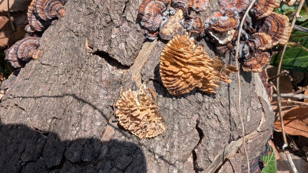 Daedaleopsis styracina · April 2025 · photo: © atsushi_nakajima_cirque (iNaturalist, cc-by)