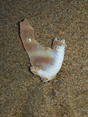 Phalium bandatum