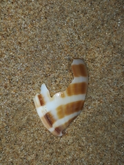 Phalium bandatum