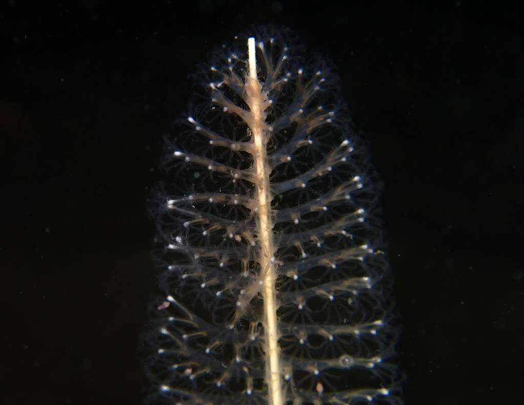 Virgularia tuberculata