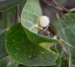 Celticecis aciculata