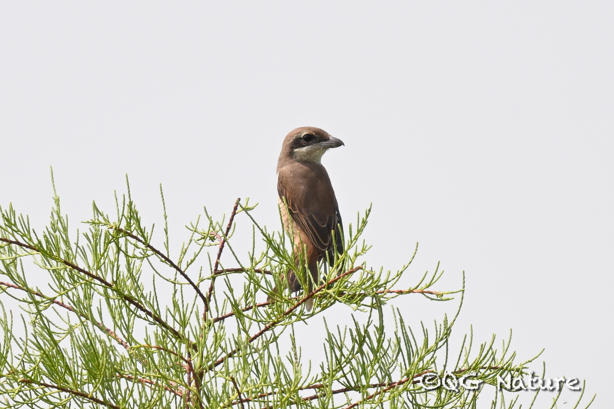 Brown Shrike