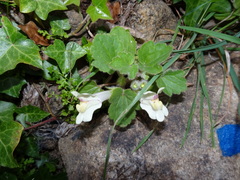 Asarina procumbens