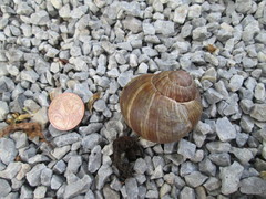 Helix pomatia