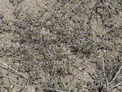 Collinsia torreyi wrightii
