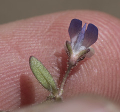 Collinsia torreyi wrightii