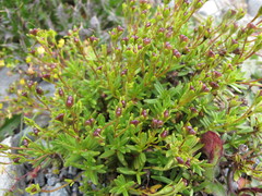 Veronica linifolia