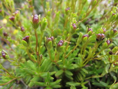 Veronica linifolia