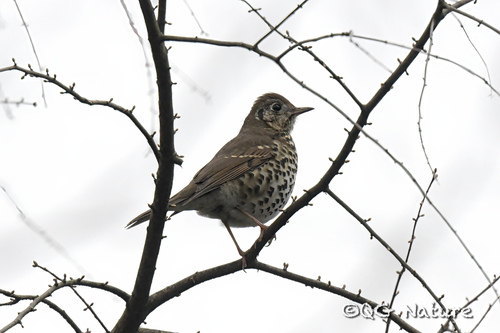 Chinese Thrush (Turdus mupinensis), photo 5