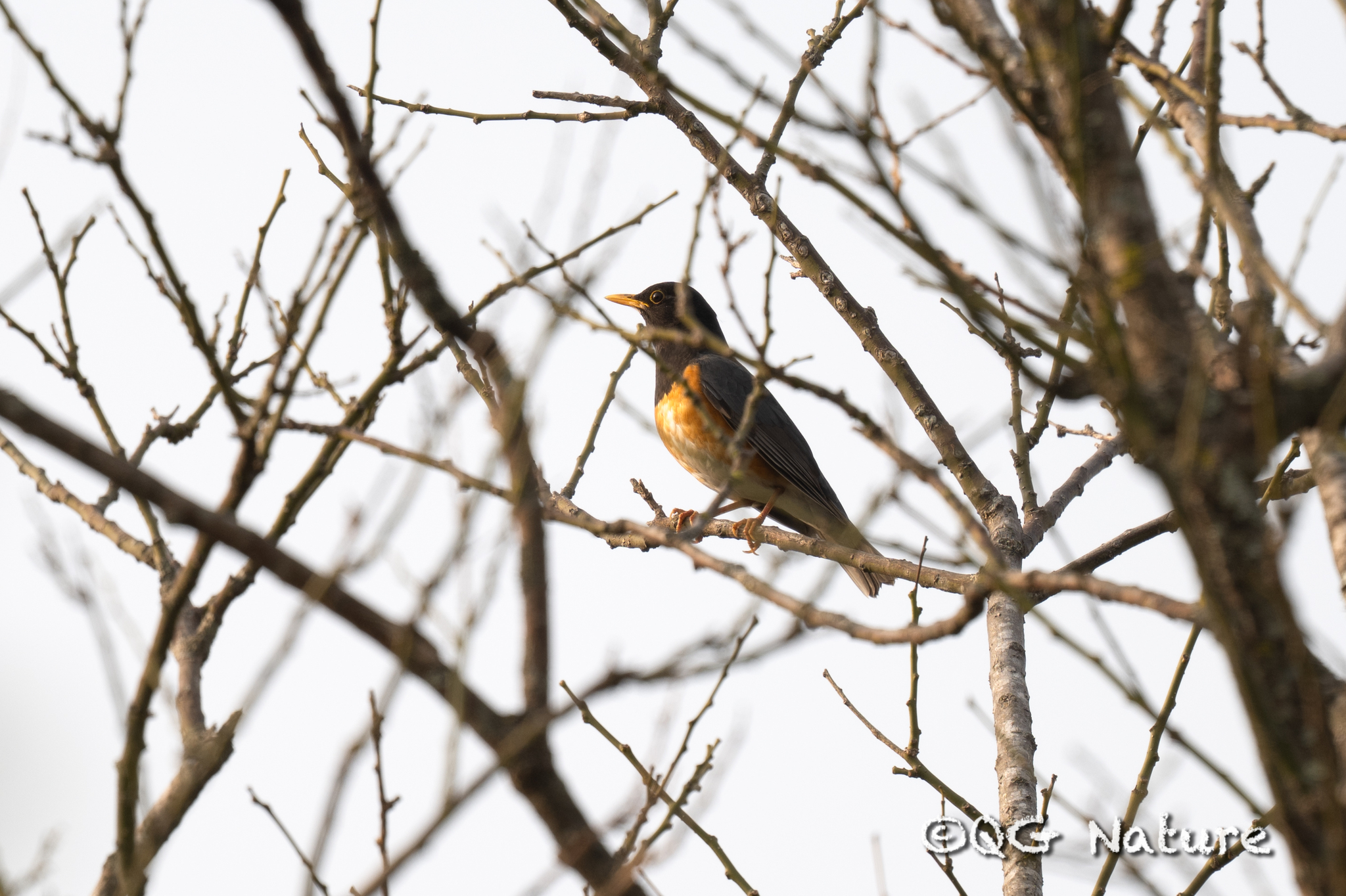 Black-breasted Thrush