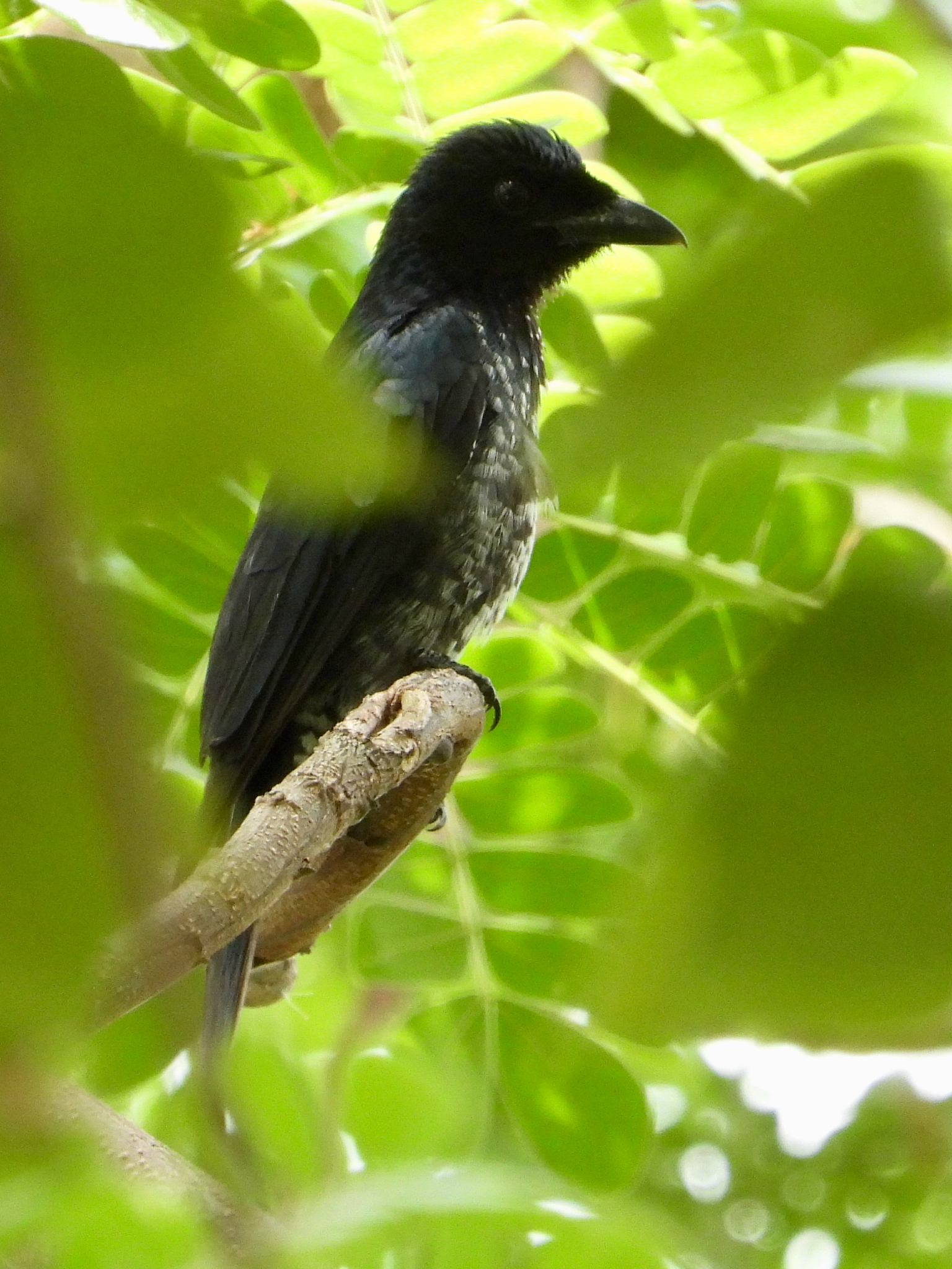 Crow-billed Drongo (Dicrurus annectens), photo 1