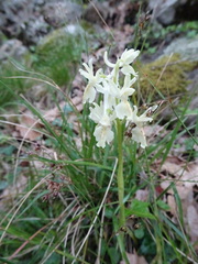 Orchis provincialis