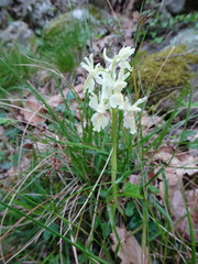 Orchis provincialis
