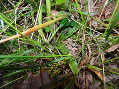 Orchis provincialis