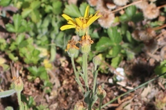 Arnica longifolia