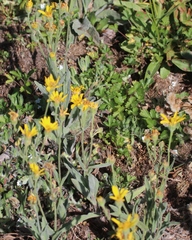Arnica longifolia