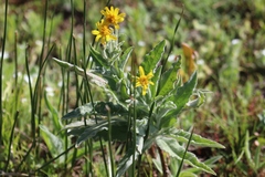 Arnica longifolia
