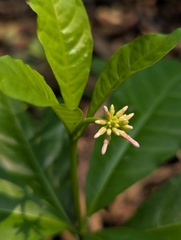 Snakeroot (Rauwolfia)