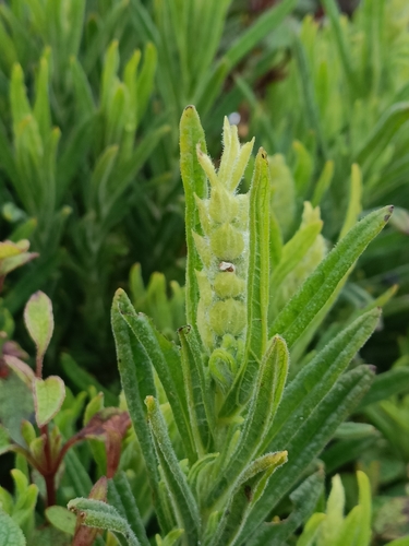 Image of Lavandula viridis by no rights reserved