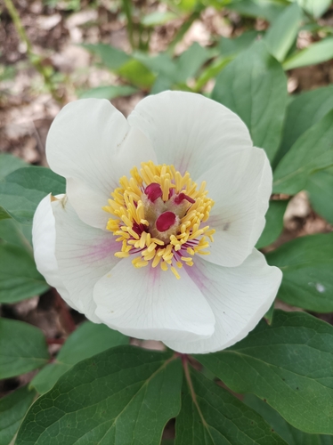 Image of Paeonia mascula by (c) Davide De Angelis, some rights reserved (CC BY)