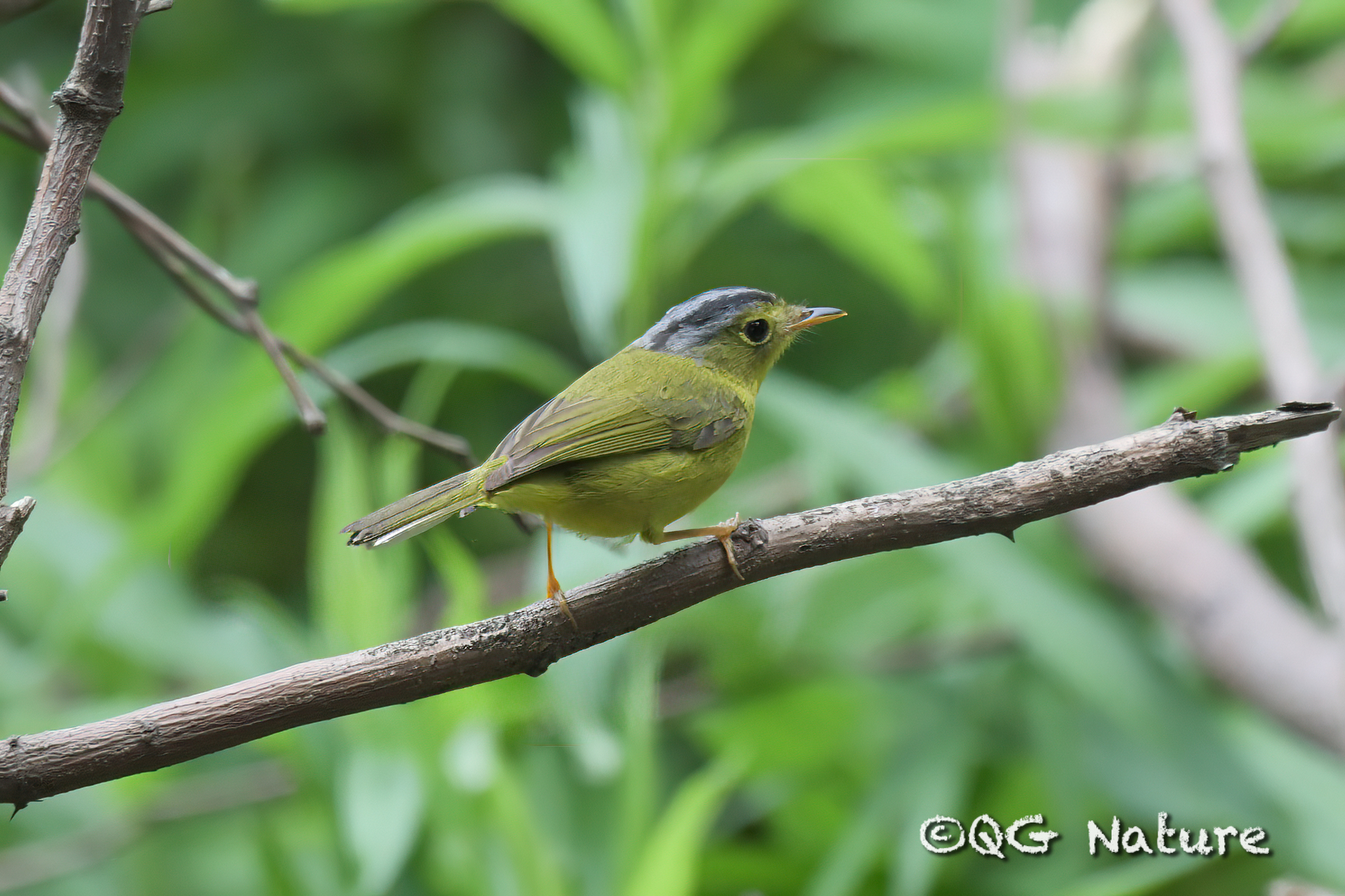 Grey-crowned Warbler